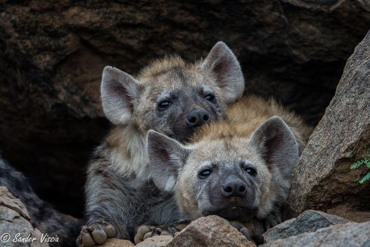 Hyena's - Botswana - Afrika