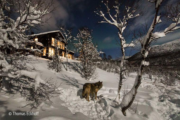 Polarpark - Lapland - Sneeuw - Husky
