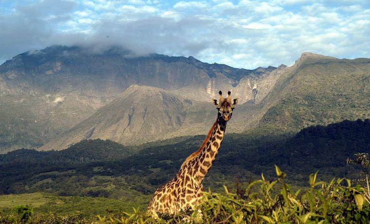 Kenia - Sengeti National Park - Giraf