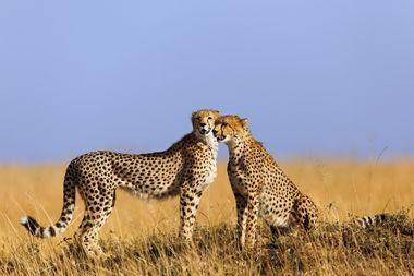Kenia - Masai Mara  - Cheeta