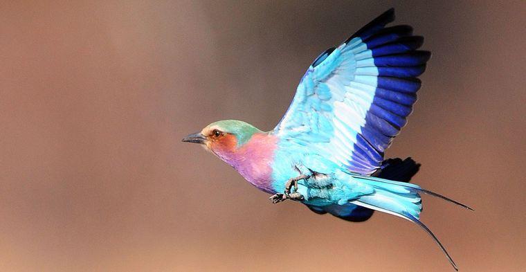 Vogel - Kleur - Afrika
