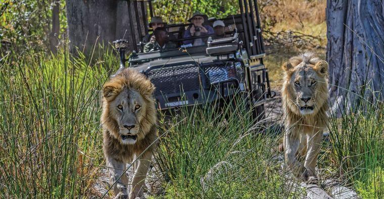 Leeuw - Jeep - Safari - Afrika - Botswana
