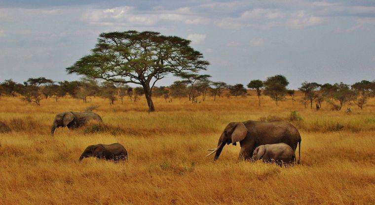 Olifanten - Tanzania - Safari