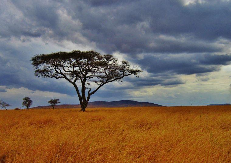 Acacia Boom - Tanzania