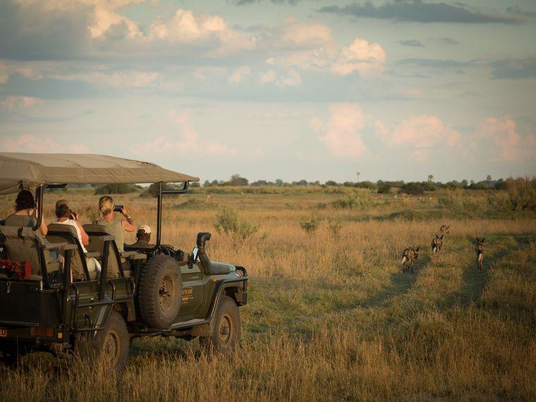 Jeepsafari - Jeep - Wilde honden - Afrika