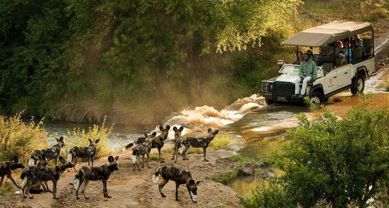 Zuid-Afrika - Safari - Jeep - Wilde honden