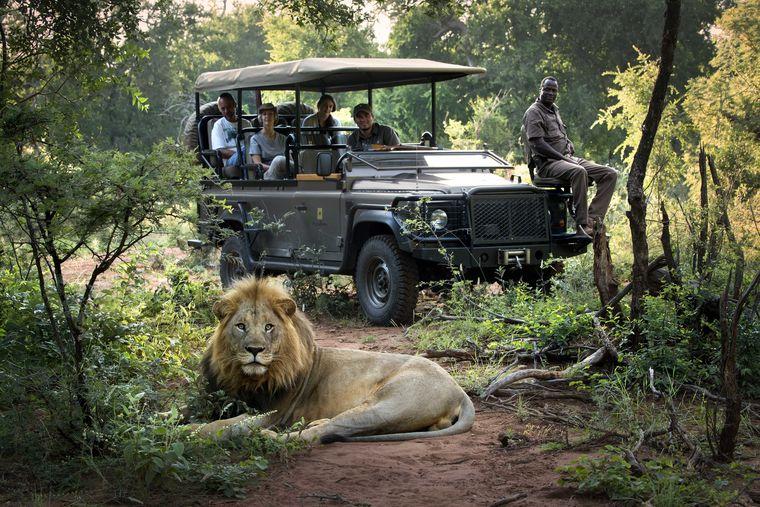 Zuid-Afrika - Safari - Jeep - Leeuw