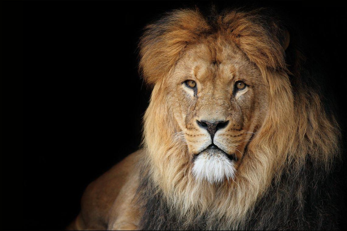 Leeuw Lion
