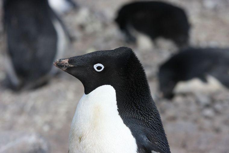 Antarctica - Zuidpool -  Pinguin