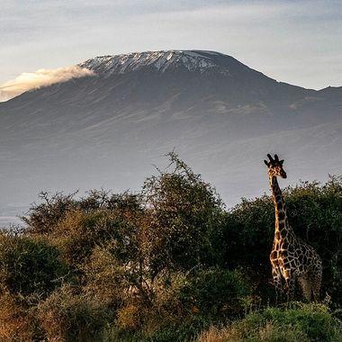 Africa - Tanzania - Giraf