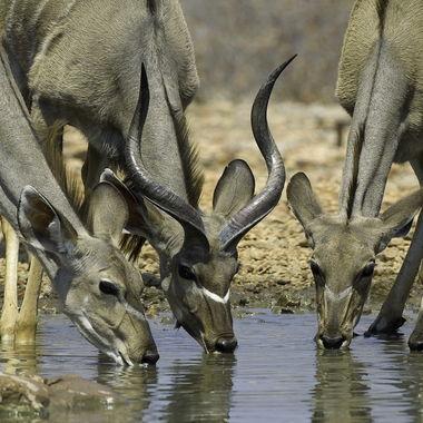 Antilope - Namibië - Etosha