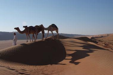 Desert Nights Camp - Oman - Kamelen - Woestijn