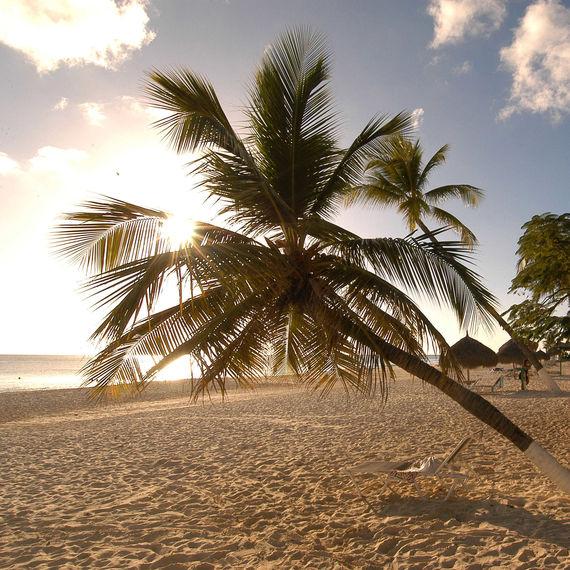 Strand - Palmboom - Aruba