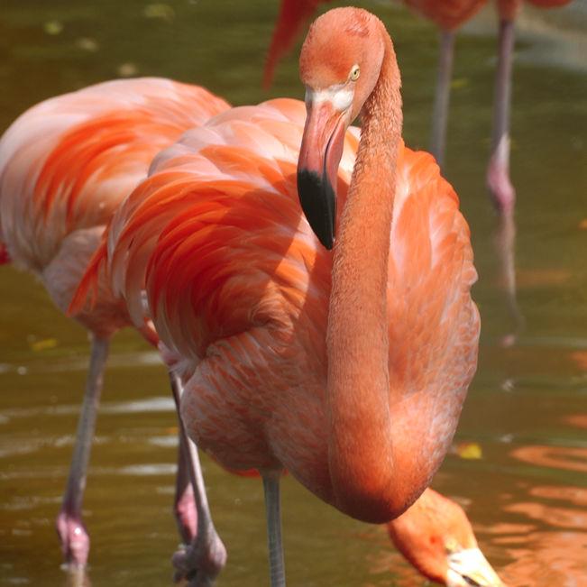 Flamingo - Bonaire
