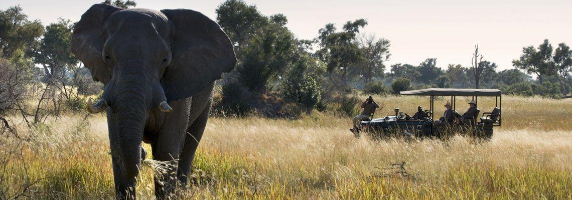 Game Drive | Botswana | AndBeyond Xaranna Okavango Delta Camp | Olifant