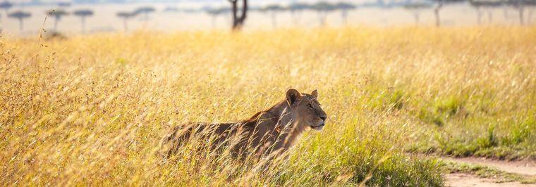 Afrika Kenia Landschap Leeuw