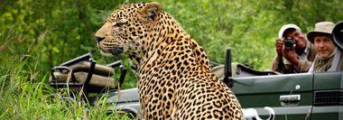 Zuid-Afrika  - Privé safari - Leopard