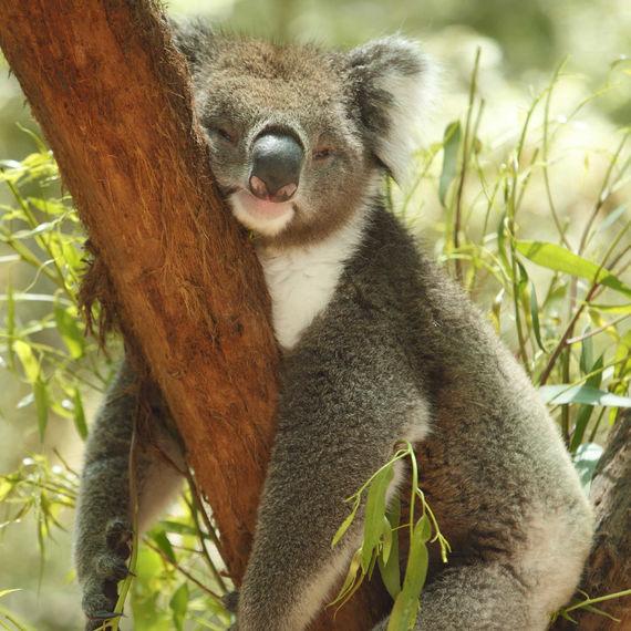 Australië - Down Under - Koala