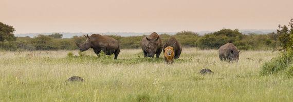 Zuid-Afrika - Landschap met Neushoorn en Leeuw