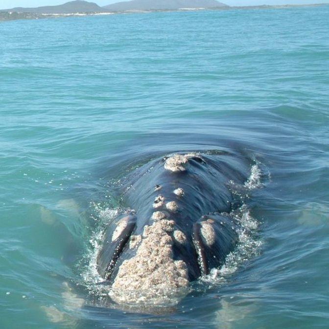 Zuid-Afrika - Walvis Spotten
