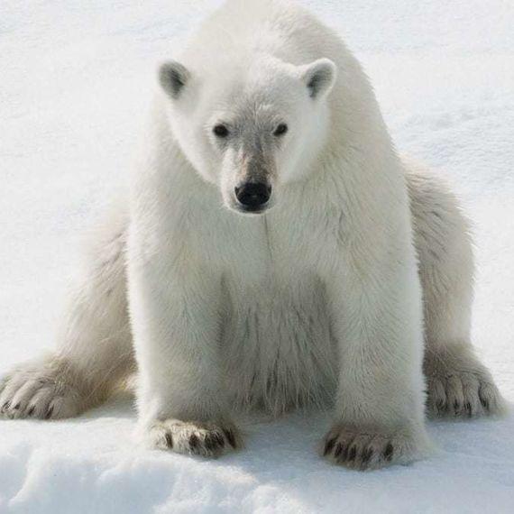 Spitsbergen ijsbeer