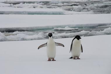 Antarctica pinguins