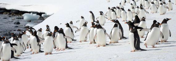 Antarctica - Zuidpool - Pinguins