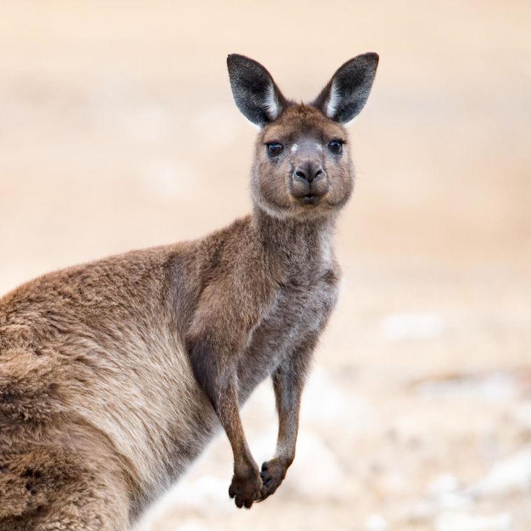 Kangoeroe | Australie