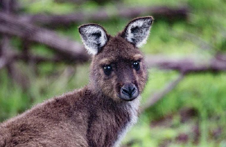 Kangaroo Island | Kangaroo | Australie