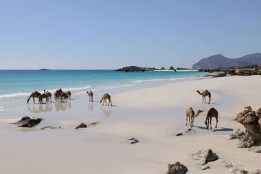 Oman Beach Camels